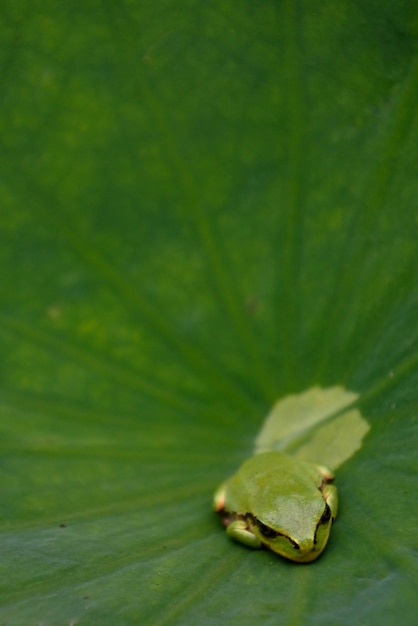 Foto primer plano de una rana en una hoja