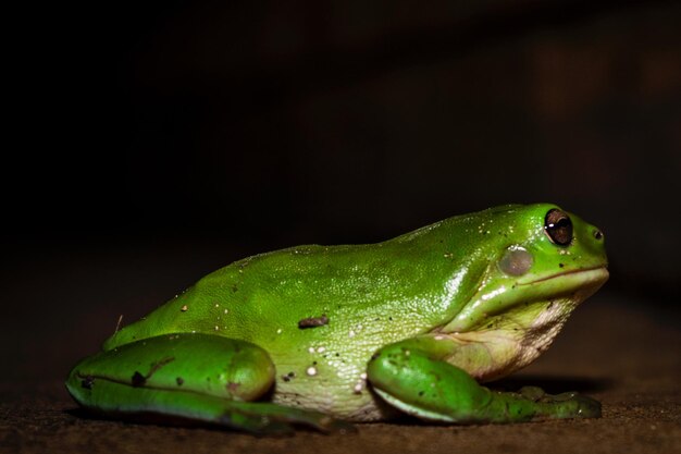 Foto primer plano de una rana en una hoja