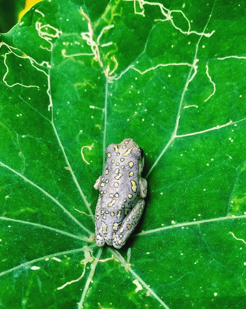 Foto primer plano de una rana en una hoja