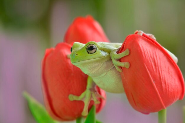 Foto primer plano de una rana en una hoja