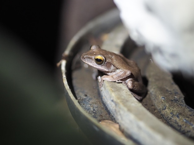 Foto primer plano de una rana en una hoja