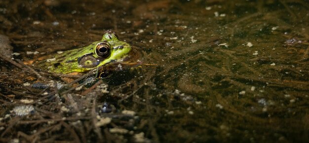 Foto primer plano de una rana en un lago