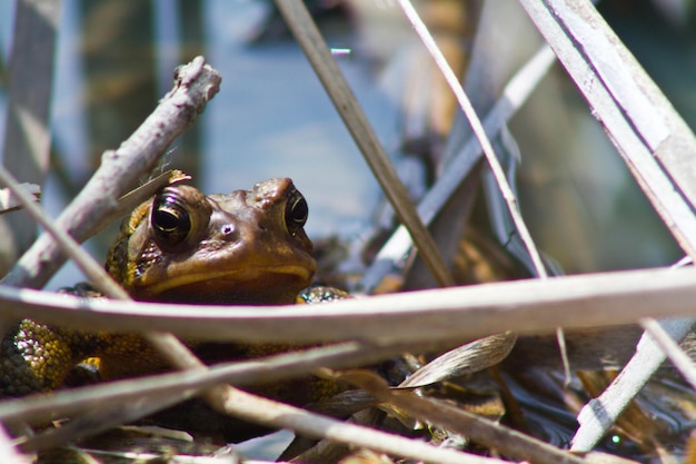 Foto un primer plano de la rana marrón en el hábitat natural de agua dulce de fort wayne, indiana