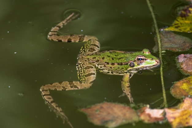 Foto primer plano de una rana nadando en un lago