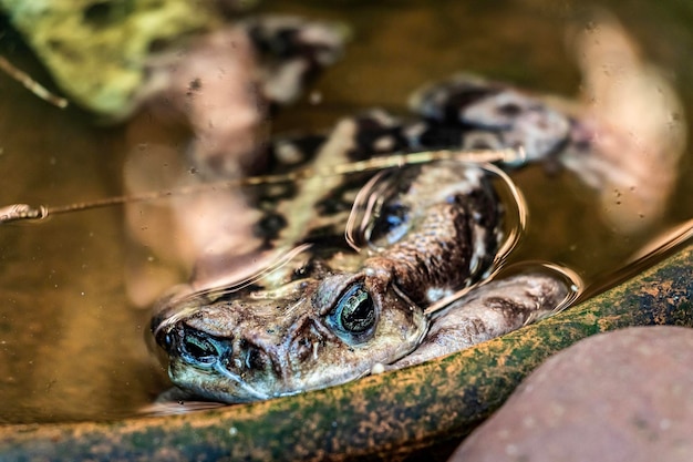 Foto primer plano de una rana nadando en un lago