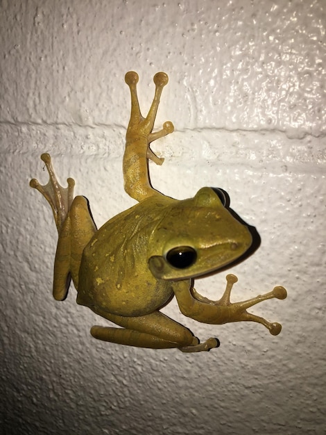 Foto primer plano de una rana en la pared