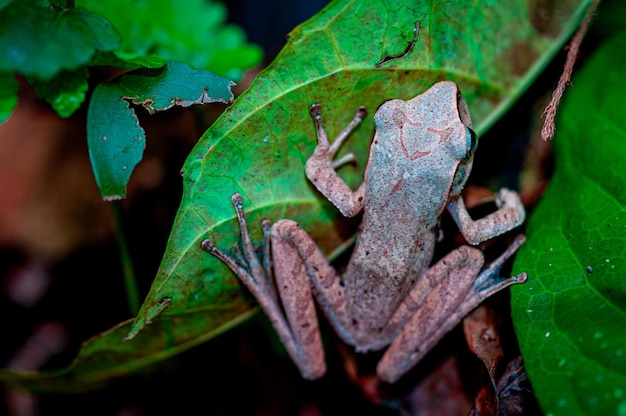 Foto primer plano de una rana en una planta