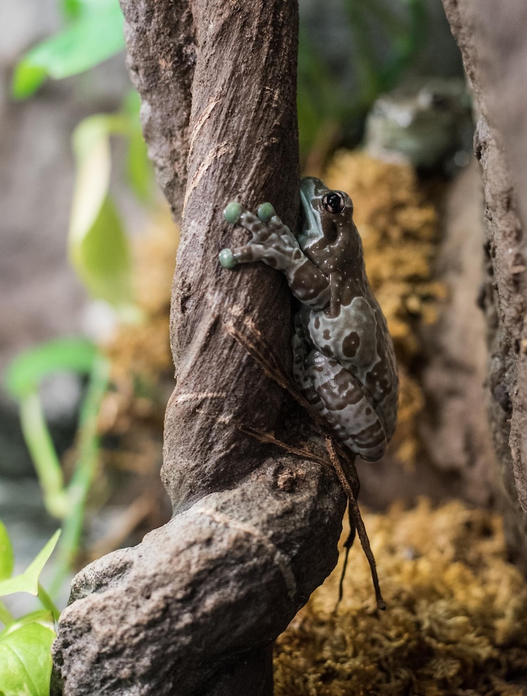 Foto primer plano de una rana en el tronco de un árbol