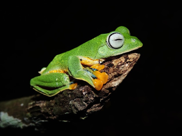 Foto primer plano de una rana verde en una rama por la noche