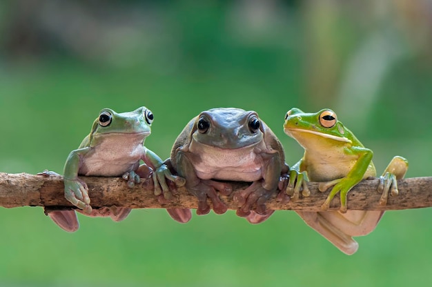Primer plano de ranas sentadas en un palo