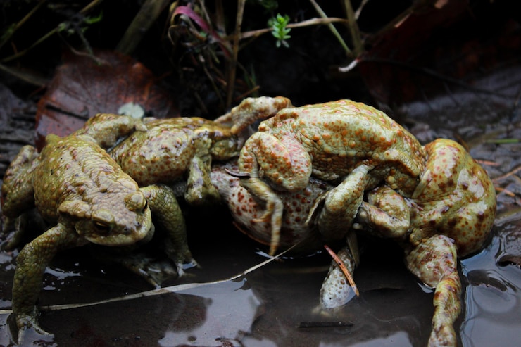 Foto primer plano de las ranas