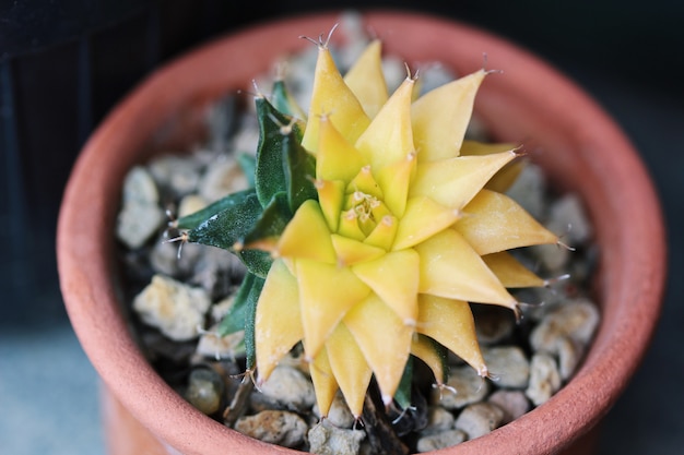 Primer plano de raro cactus de color verde y amarillo