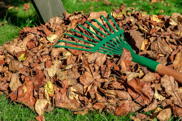 PRIMER PLANO: Un rastrillo de abanico verde de metal está acostado sobre una pila con hojas de otoño amarillentas y marchitas.