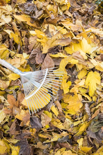 Foto primer plano de un rastrillo sobre un montón de hojas de otoño amarillas secas