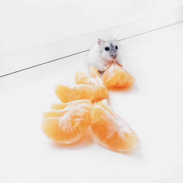 Foto primer plano de una rata comiendo naranjas sobre un fondo blanco