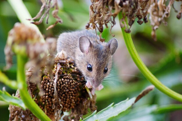 Foto primer plano de un ratón en una planta