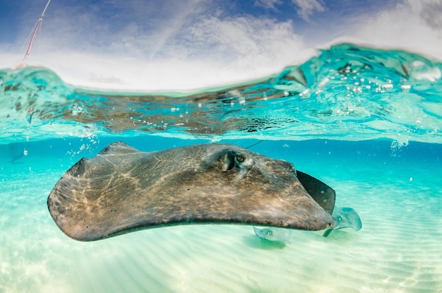 Foto bajo un primer plano de rayas nadando en el mar