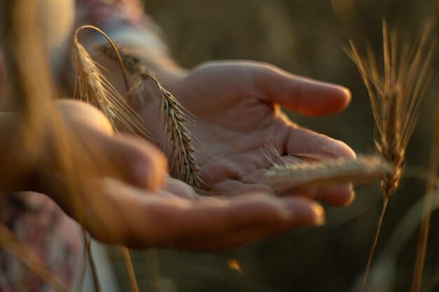 Primer plano En los rayos del sol poniente, las manos del granjero sostienen con cuidado y amor las espiguillas