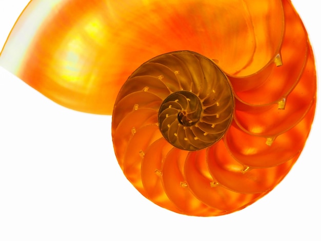 Primer plano de una rebanada de naranja sobre un fondo blanco