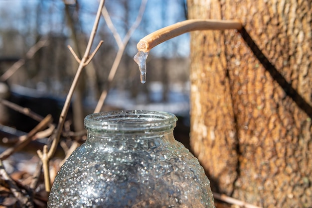 Primer plano de la recolección de jugo de arce en un frasco de vidrio a principios de la primavera Jugo de arce que gotea del árbol al frasco en la mañana soleada