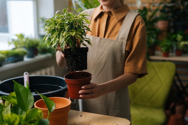 Primer plano recortado de una joven jardinera irreconocible con delantal trasplantando plantas de maceta en casa