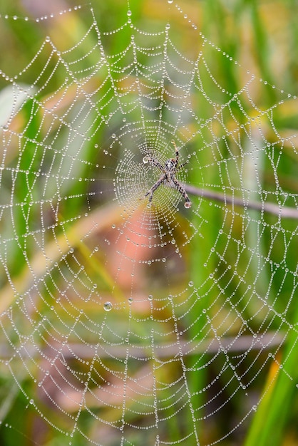 Primer plano de la red de araña