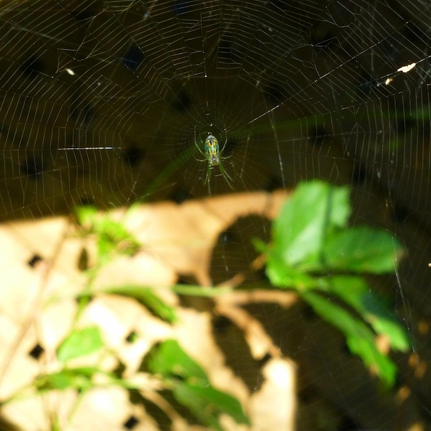 Foto primer plano de la red de araña