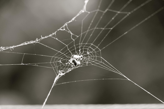 Primer plano de la red de araña