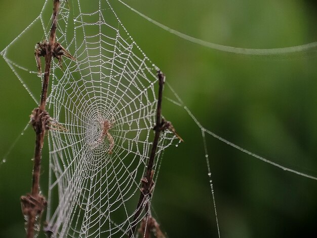 Foto primer plano de la red de araña