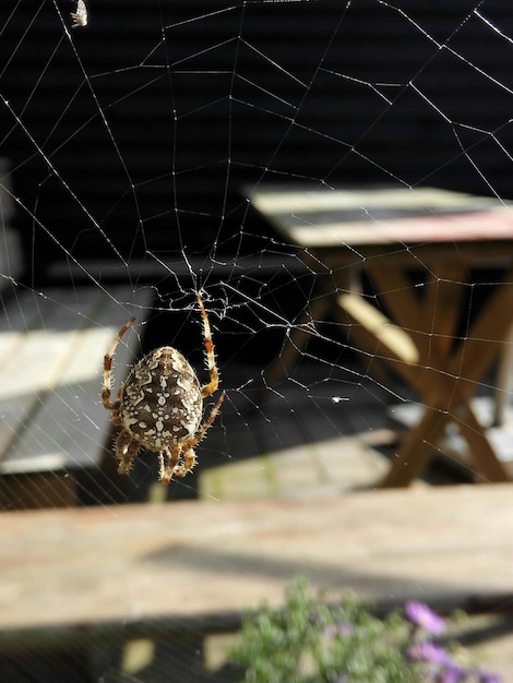 Foto primer plano de la red de araña