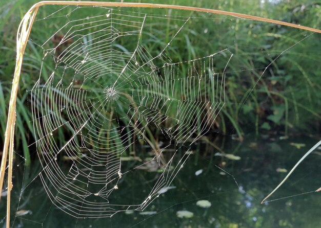 Foto primer plano de la red de araña