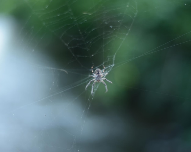 Primer plano de la red de araña