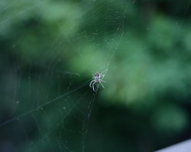 Primer plano de la red de araña