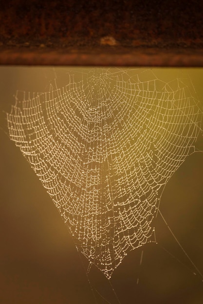 Primer plano de la red de araña