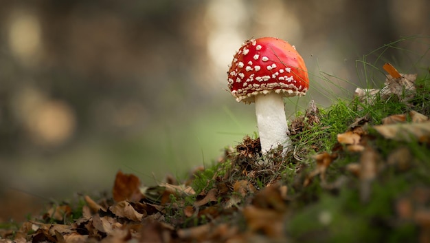 Primer plano de una del "reig bord" Amanita muscaria que crece en el bosque