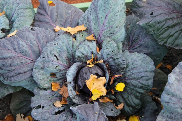 Primer plano de repollo rojo y hojas de arce amarillo en un huerto ornamental en el parque de la ciudad de otoño