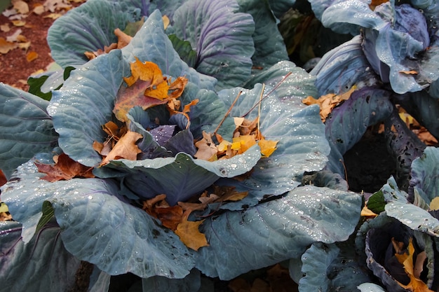 Primer plano de repollo rojo en otoño de hojas amarillas y gotas de rocío en el jardín