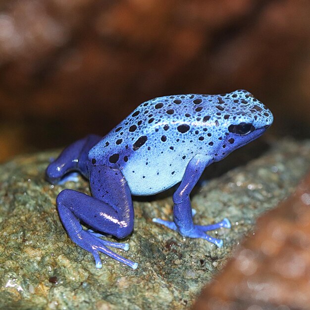 Foto primer plano de un reptil en la roca