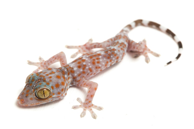 Primer plano del reptil Tokay Gecko