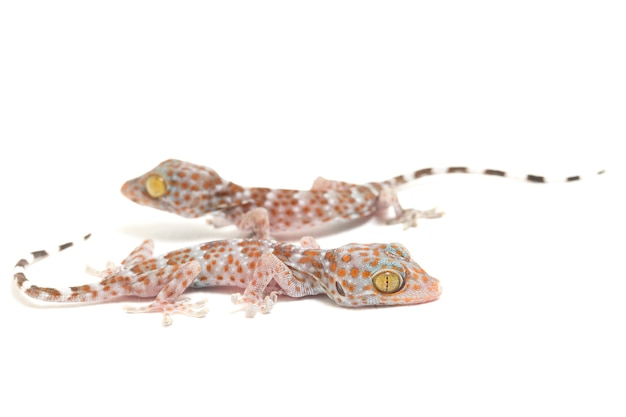 Primer plano del reptil Tokay Gecko