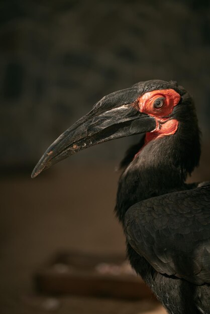 Primer plano retrato del cálao de tierra del sur Bucorvus leadbeateri anteriormente conocido como bucorvus cafer