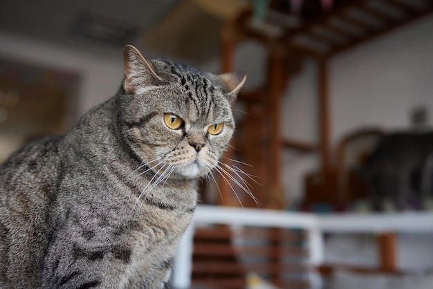 El primer plano de un retrato de cara de gato de una gata parece curioso y alerta imagen detallada de un