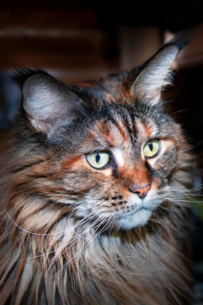 Primer plano de retrato de gato Maine Coon en fundamento oscuro