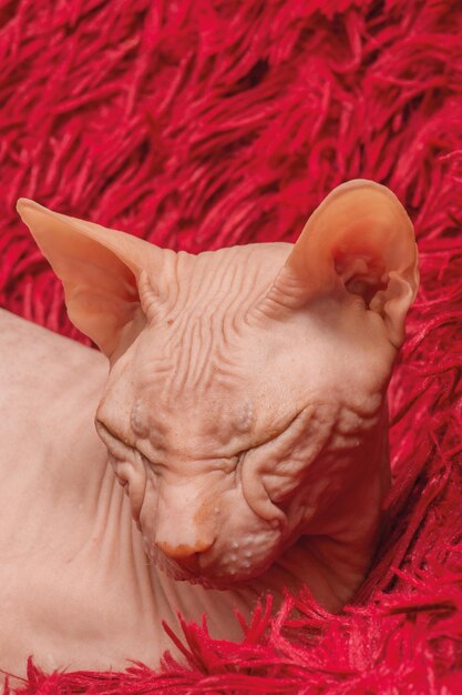 Primer plano de retrato de gato sphynx adulto Gato de pura raza en una manta roja