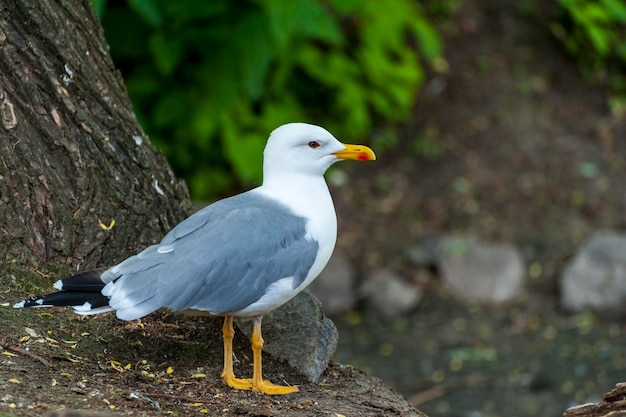 Primer plano de retrato de gaviota glauca Larus hyperboreus