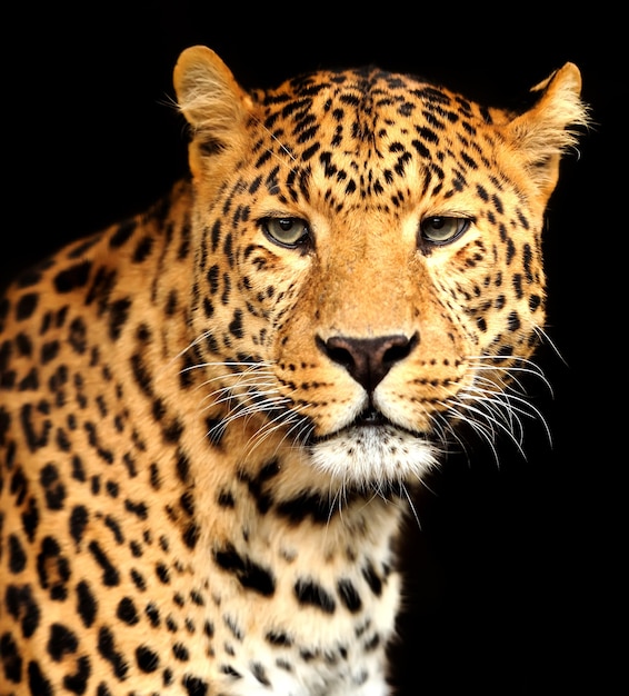 Primer plano, retrato, de, hermoso, leopardo