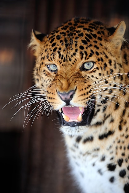 Primer plano de retrato de leopardo