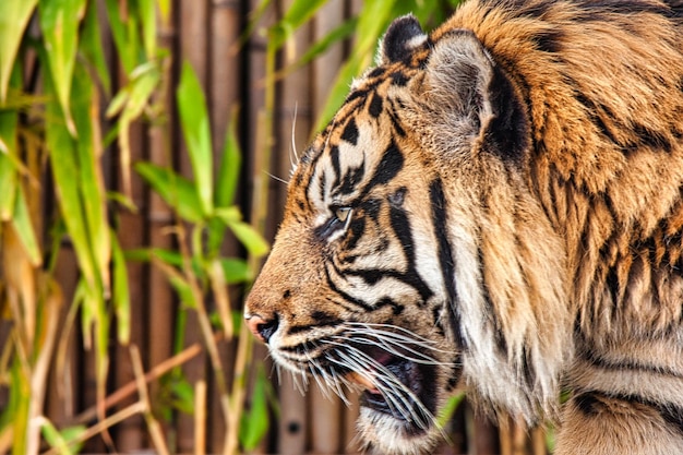 Primer plano retrato de perfil lateral del tigre de Sumatra Panthera tigris sumatrae mirando hacia otro lado