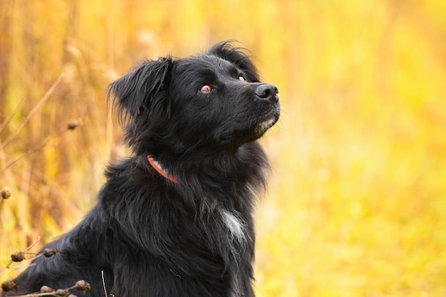 Primer plano de retrato de perro negro sobre fondo de otoño Horizontal al aire libre