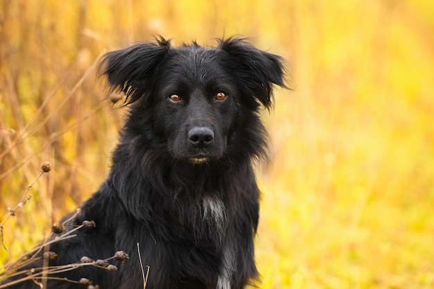 Primer plano de retrato de perro negro sobre fondo de otoño Horizontal al aire libre